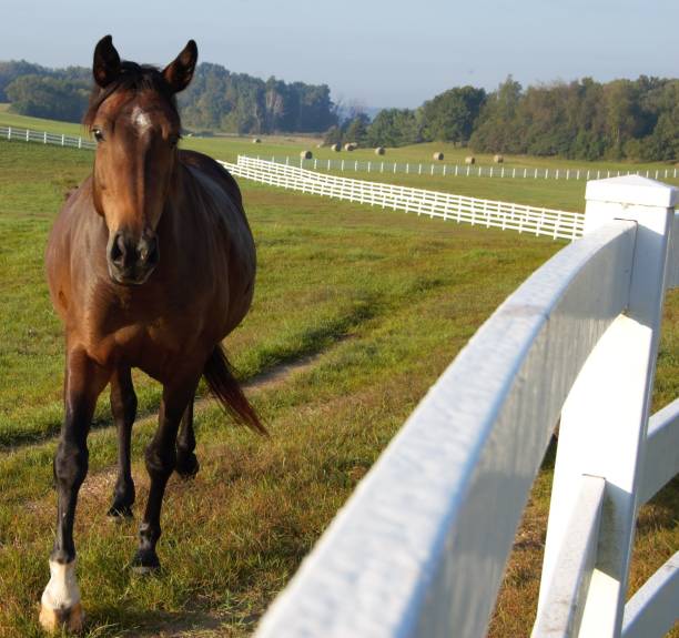 A horse in a fenced field with hay bales in the background