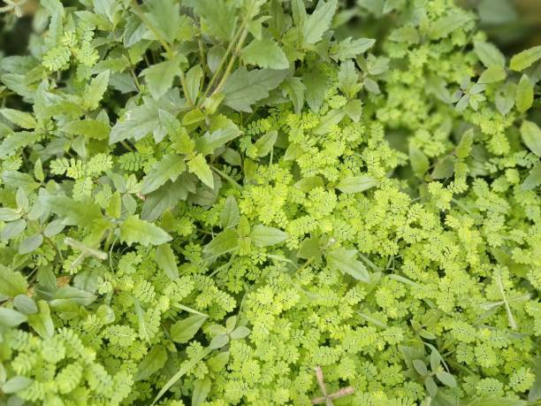 istock Green grass, green garden, green ground 1167783024