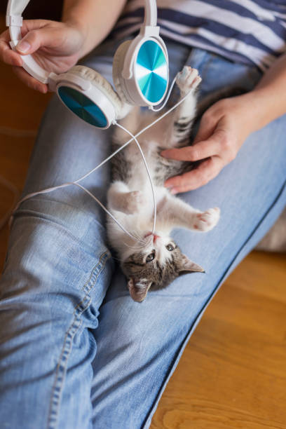 istock Woman and a kitten playing with headset 1167784372