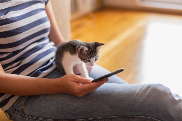 istock Woman using smartphone and holding kitten 1167784776