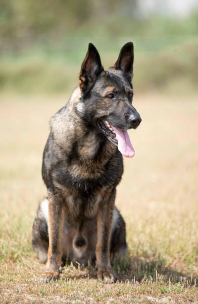 istock training of german gray shepherd 1167785053