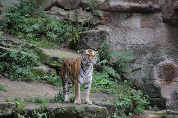 istock Tiger in Frontaufnahme 1167786171