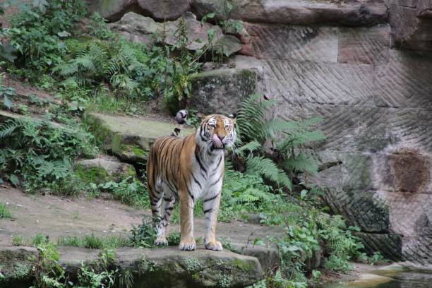 istock Tiger in Frontalaufnahme 1167786187