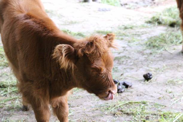 istock Young calf in close-up 1167786289