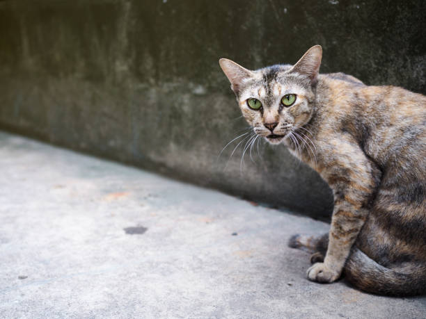 istock The cat is lying on the floor in a comfortable posture. 1167787699