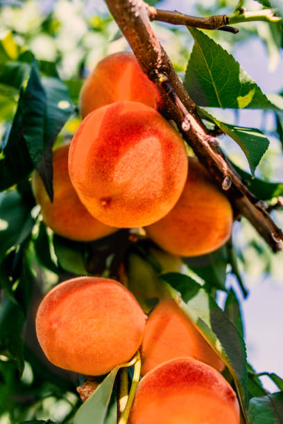 istock Peach Harvest. Ripe Peaches growing on a tree close up 1167789752