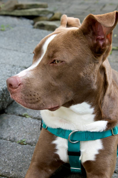 istock Pit Bull Terrier close up portrait 1167789804