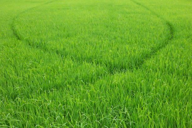 istock Rice paddy field in Thailand 1167790127