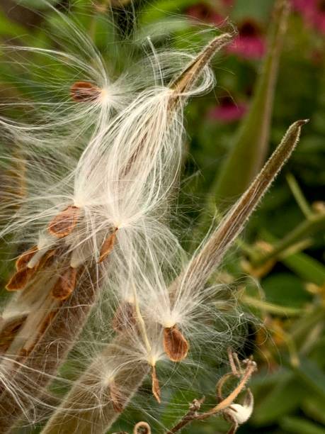 istock Milkweed Seed Pods 1167790487