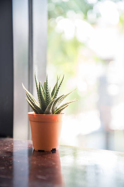 istock Flowers used to decorate on a table, sensitive focus. 1167791667