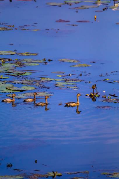 istock Black bellied whistling ducks 1167792559