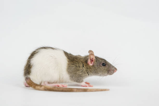 Rat. The gray mouse on the table washes his face with his paws.