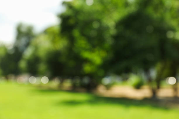istock Beautiful green summer park. Blurred background, copy space 1167793103