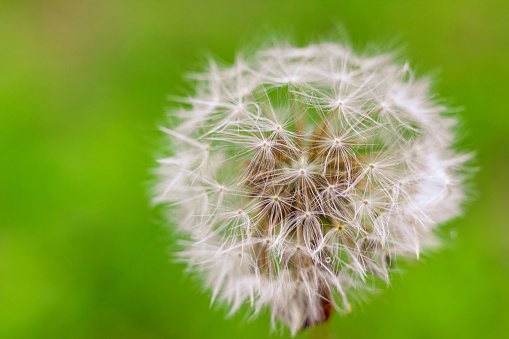 fluffy dandelion on natural green background