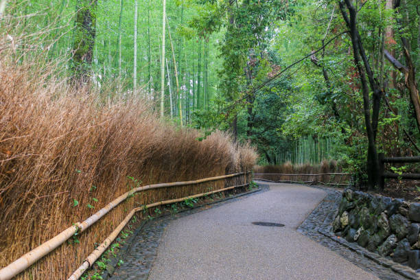 istock Bamboo grove in Arashiyama, Kyoto 1167793425