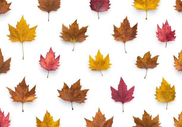 Autumn pattern with maple leaves on white background.