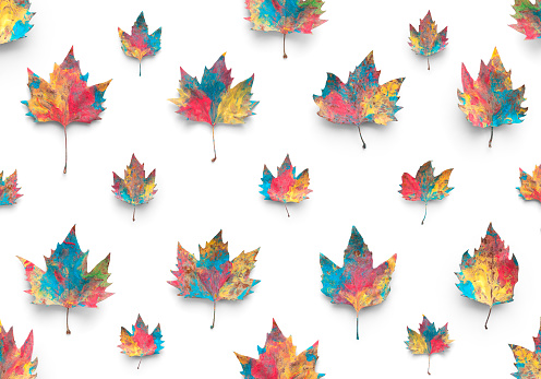 Painted maple leaves in multiple colors against white background.