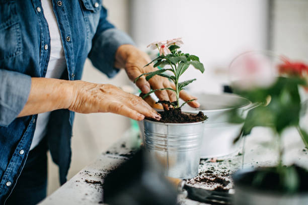actieve senior vrouw genieten van planten - bloem plant stockfoto's en -beelden