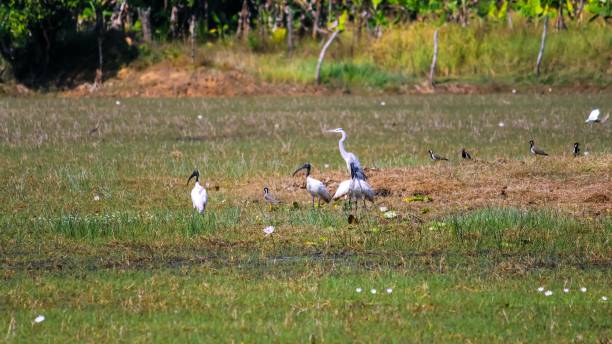istock Ibis or Black headed Ibis bird 1167794912