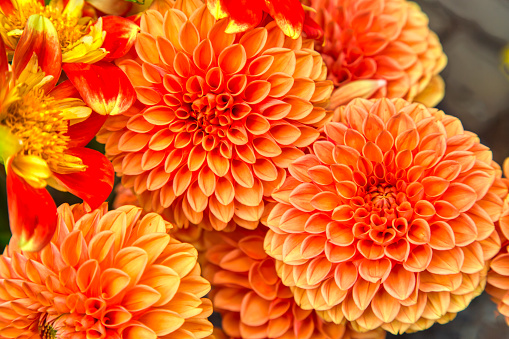 Many different colors of dahlias at the market