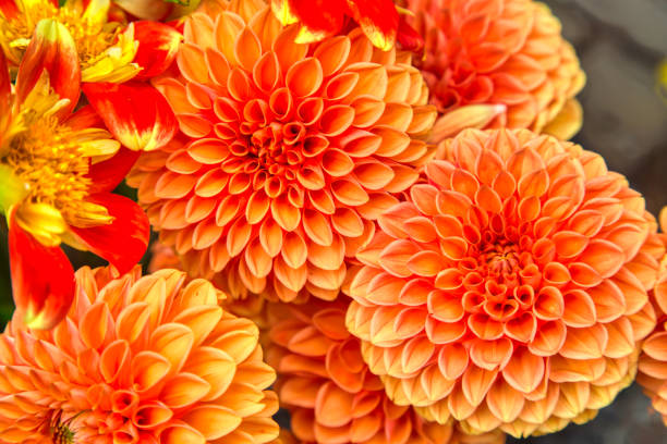 Colorful dahlias at the market stock photo