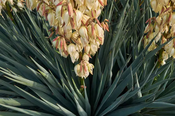 Yucca gloriosa close up