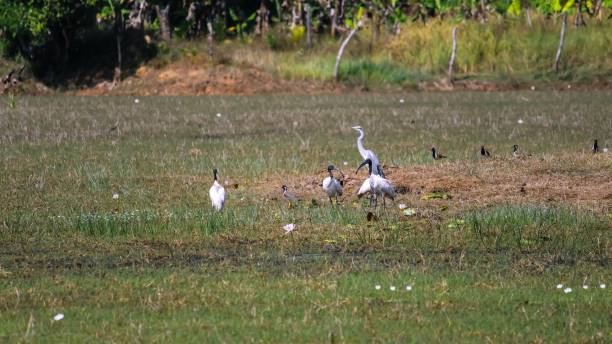 istock Ibis or Black headed Ibis bird 1167795639