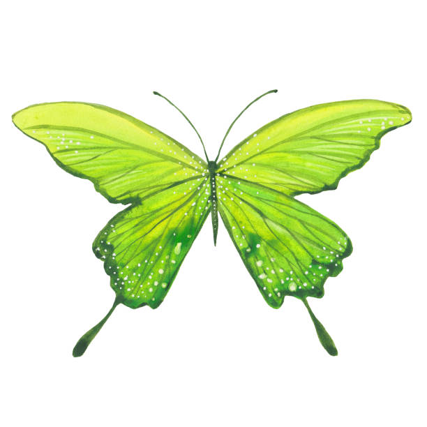水彩緑の蝶 - white background spotted wildlife nature点のイラスト素材／クリップアート素材／マンガ素材／アイコン素材
