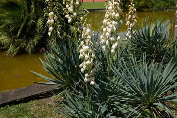 Yucca aloifolia in bloom