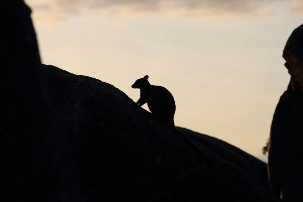 istock Mareeba rock wallabies at Granite Gorge, Queensland Australia 1167797505