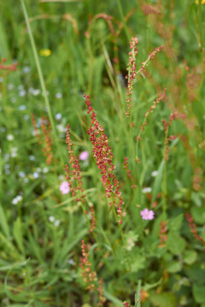 istock Rumex acetosa plant 1167797581