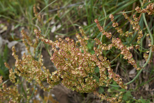fruit close up of Rumex acetosa plant