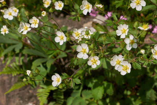 istock Potentilla andicola 1167798262