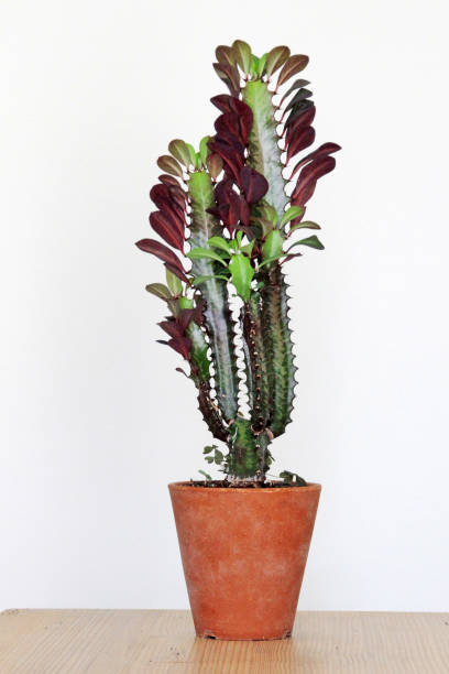 Euphorbia trigona in a pot Cactus Euphorbia trigona in a ceramic pot euphorbiaceae stock pictures, royalty-free photos & images