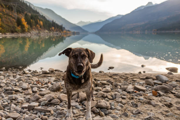 An energetic brindle coated dog happily  standing on a rocky beach with the surrounding mountains reflecting in the still waters of Lillooet Lake behind her as the sun sets on a beautiful fall evening.