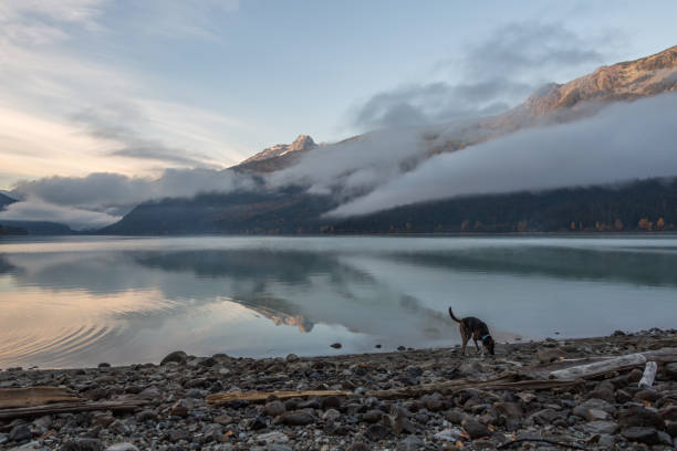A dog wanders along a rocky mountain lake shore at dusk.