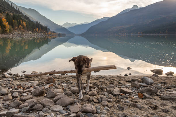A dog carries a stick along a mountain lake in the fall. An energetic and happy brindle coated dog carrying a big piece of driftwood on a rocky beach, the surrounding mountains are reflected in the still waters of Lillooet Lake behind her as the sun sets. pemberton bc stock pictures, royalty-free photos & images
