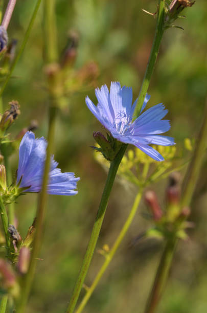 istock A beautiful wildflower grows in a meadow. 1167798644