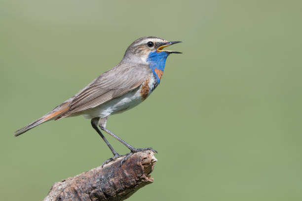 istock The wonderful bluethroat bird (Luscinia svecica) 1167798667
