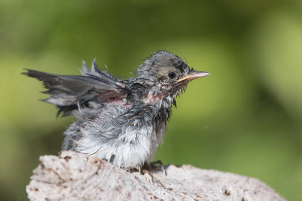 istock Chick of White wagtail after bath (Motacilla alba) 1167798690