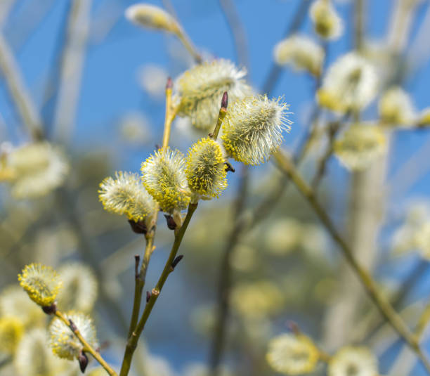 istock Flowering willow twigs on a bright sunny spring day. 1167799969