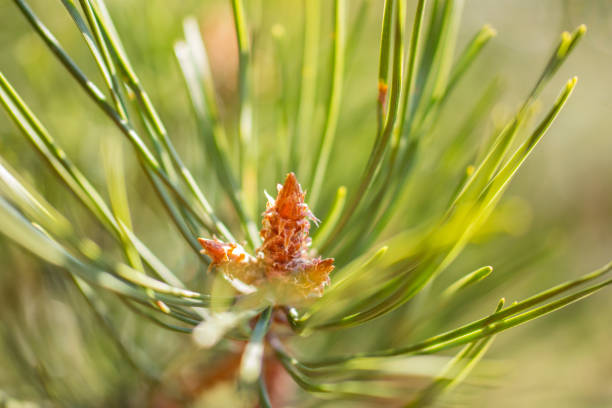 молодые сосновые почки в солнечный день ранней весной крупным планом. - pine tree nature macro needle стоковые фото и изображения
