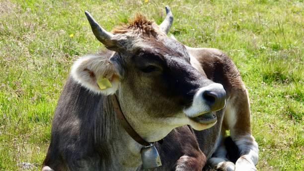 istock Cattle, cow in the Alp mountains 1167800021