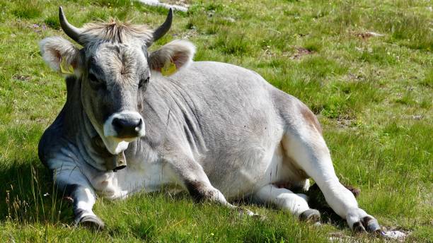 istock Cattle, cow in the Alp mountains 1167800094
