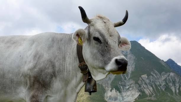 istock Cattle, cow in the Alp mountains 1167800170