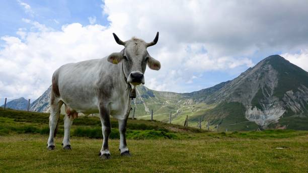 istock Cattle, cow in the Alp mountains 1167800280
