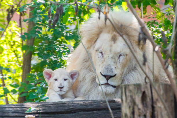istock Father and daughter white South African lions 1167800979