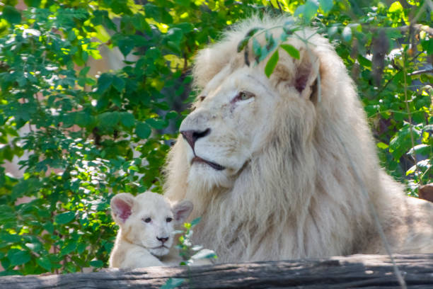 istock Father and daughter white South African lions 1167801079
