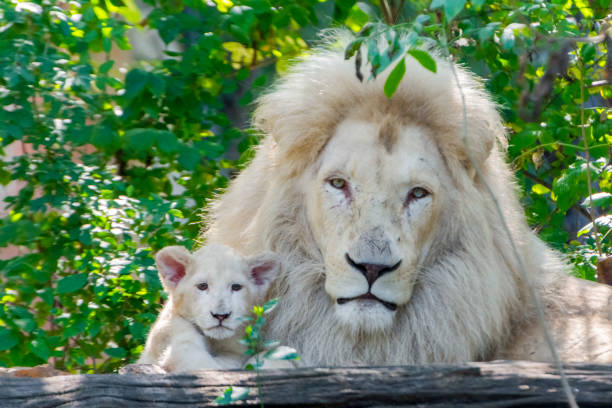 istock Father and daughter white South African lions 1167801210