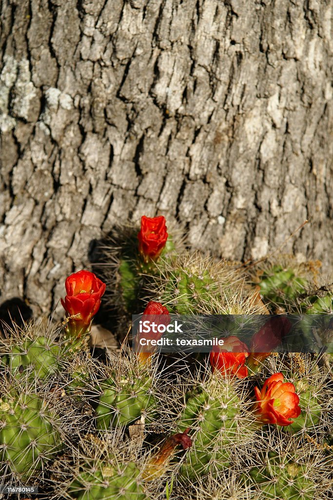 cactus rouge - Photo de Aiguille - Partie d'une plante libre de droits